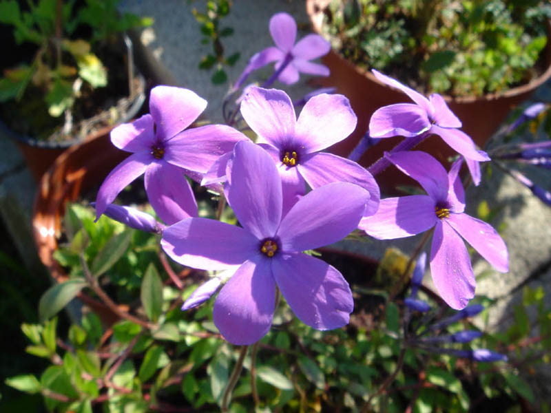 Phlox stolonifera photo